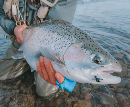 Spring Steelhead Surge